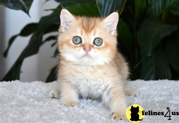 thechubbyfacedcat Picture 2
